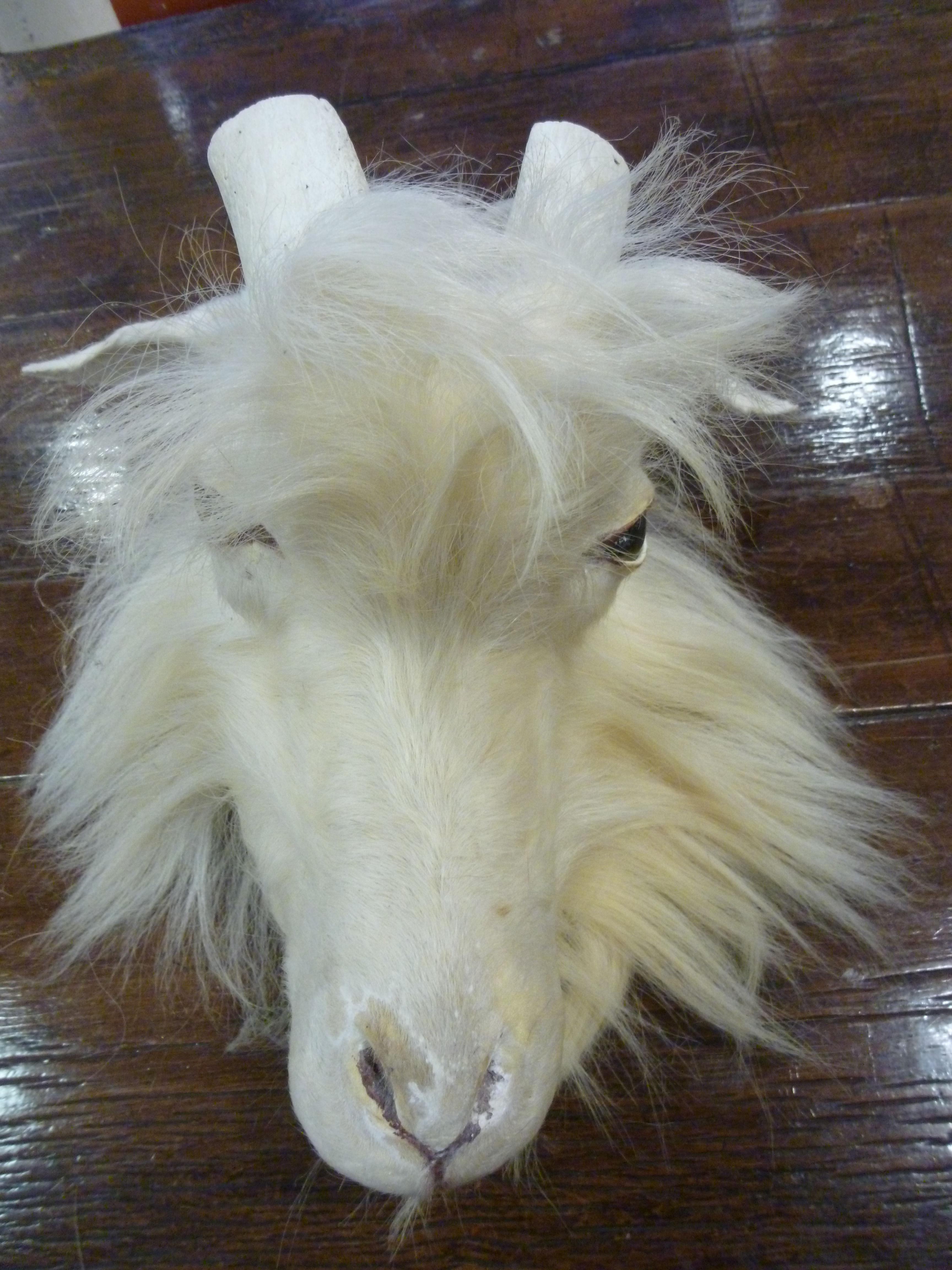 A white goat with cut-off horns, head mo