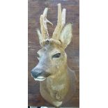 A Roe deer with velvet covered horns, he
