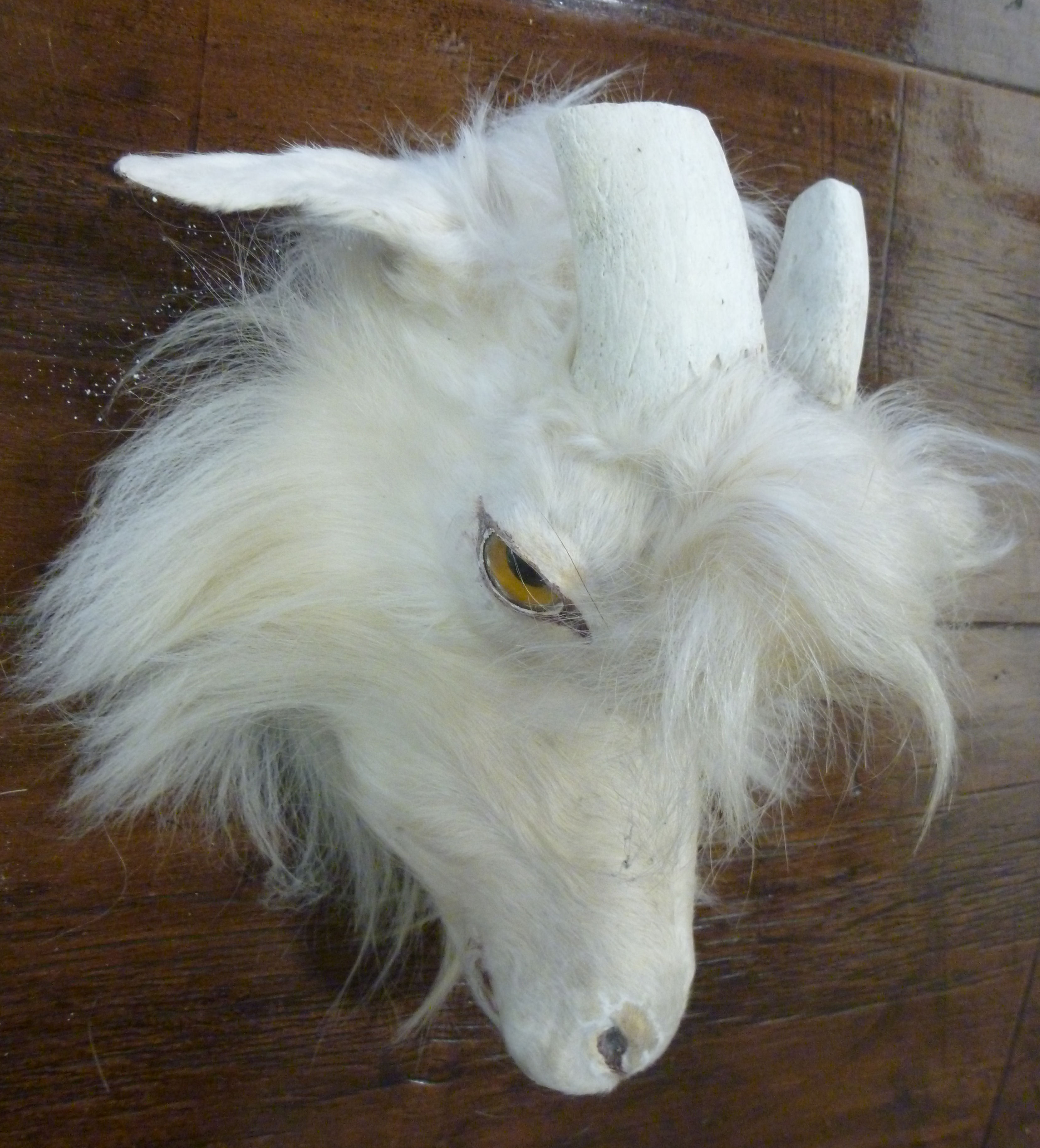 A white goat with cut-off horns, head mo - Image 2 of 2