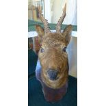 A Roe deer with antlers, head mounted on