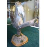 A grey squirrel, fully mounted in an upr