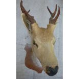 A Red deer with three point antlers, hea