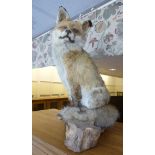 A fox, fully mounted in seated pose  19'