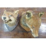 Two foxes, each head mounted on an oak s