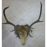 A Red deer with four point antlers, head
