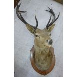 A Red deer with five point antlers, head