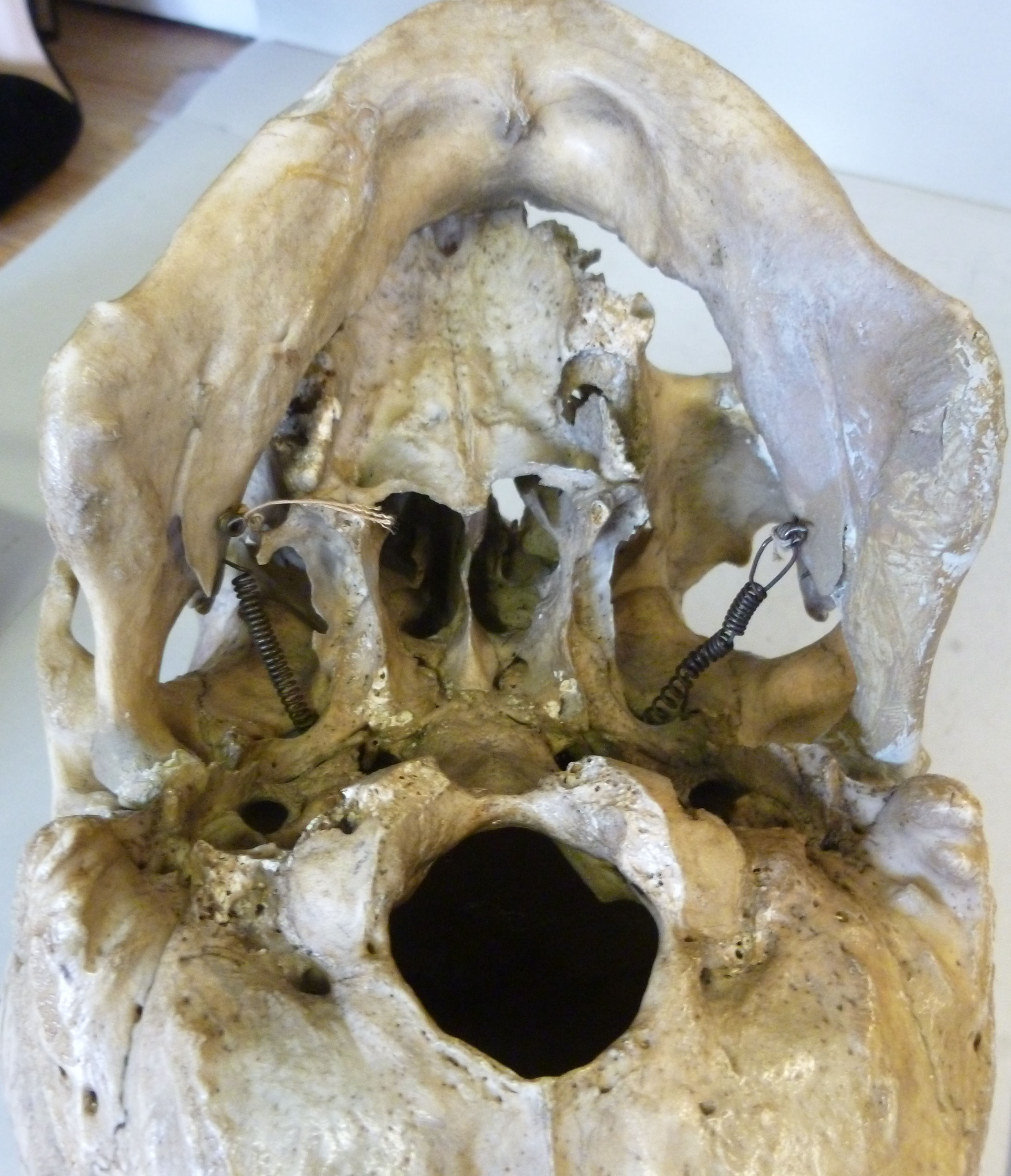 A human scull, cut horizontally and dril - Image 5 of 5