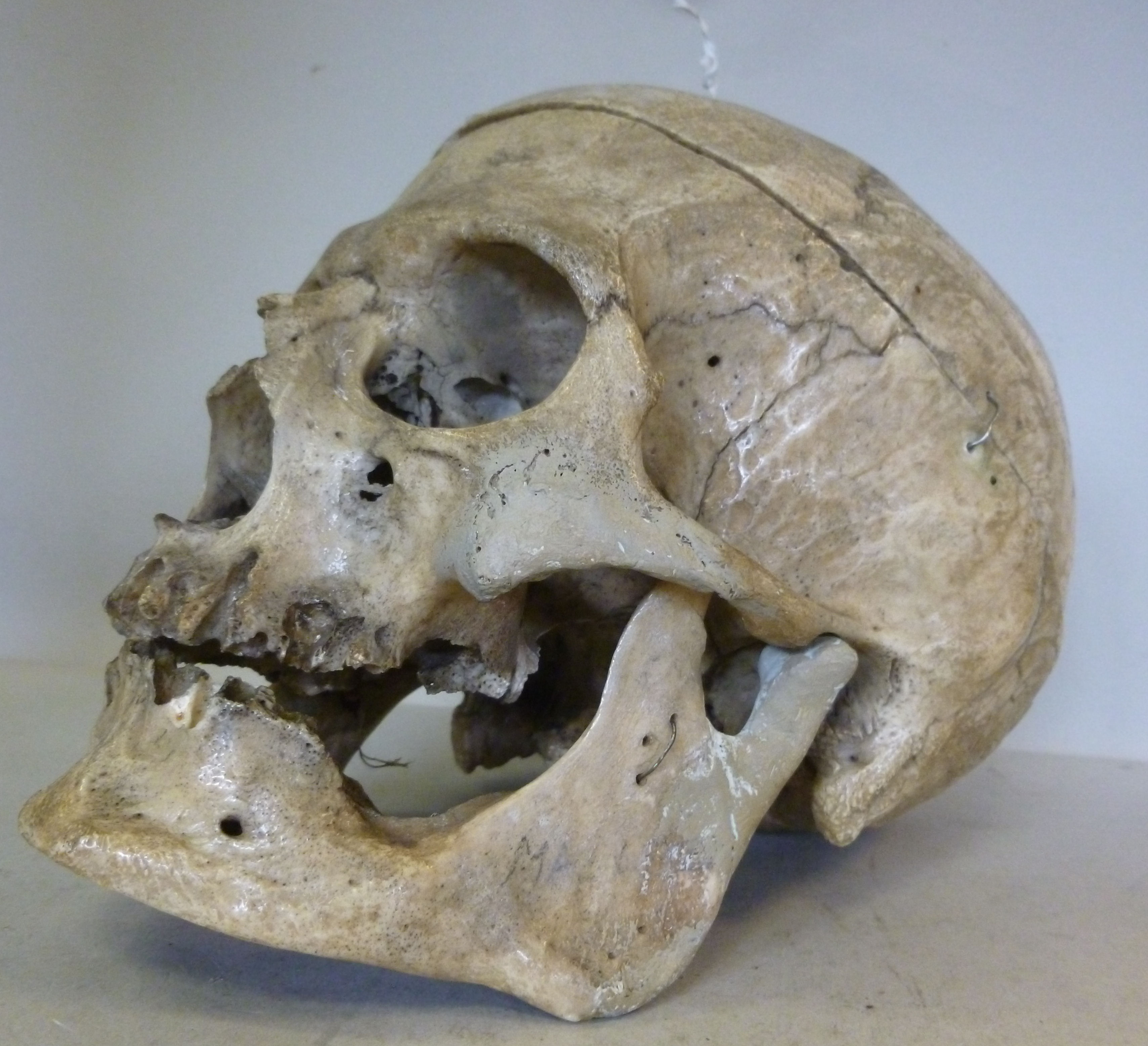 A human scull, cut horizontally and dril