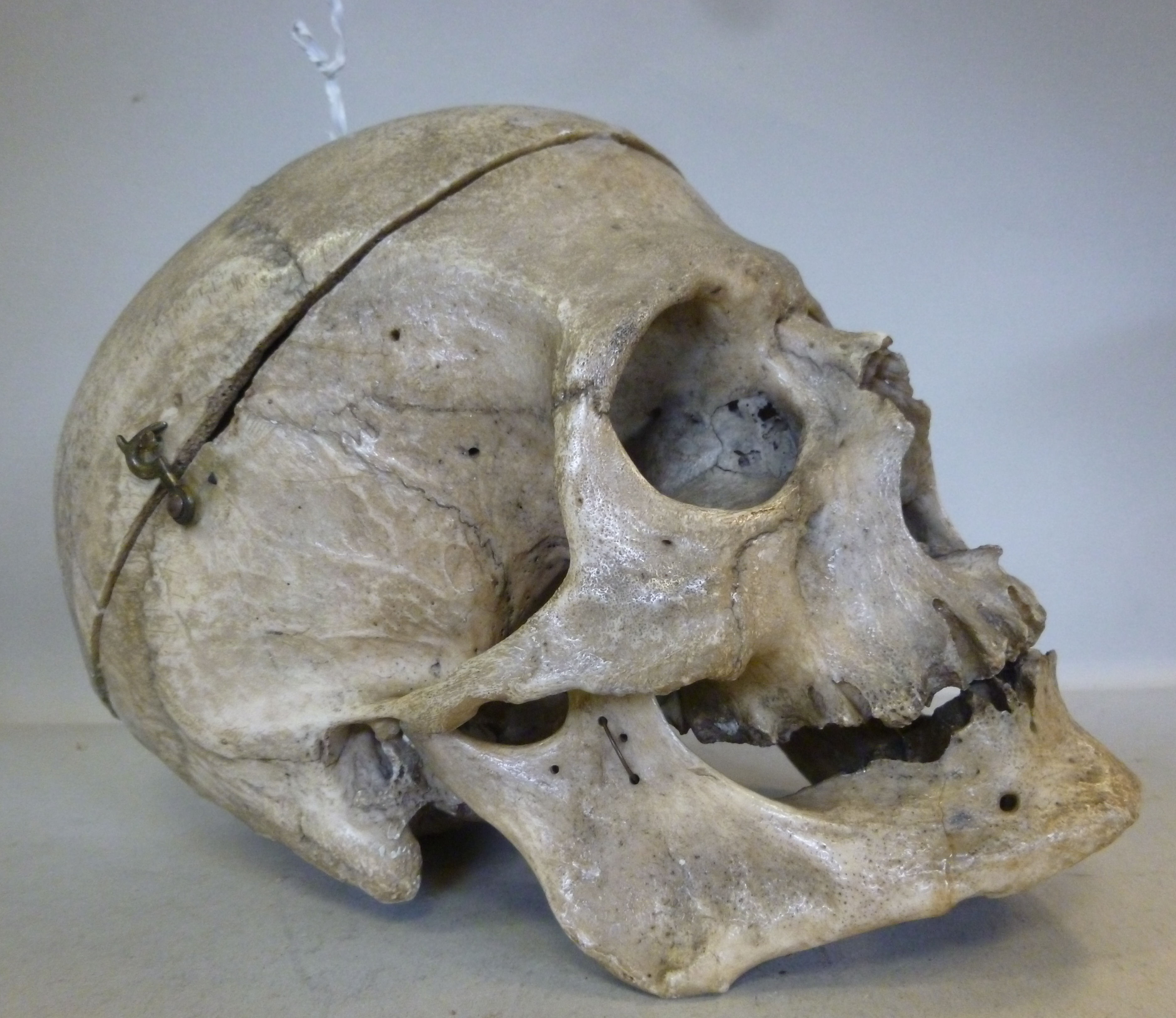 A human scull, cut horizontally and dril - Image 2 of 5