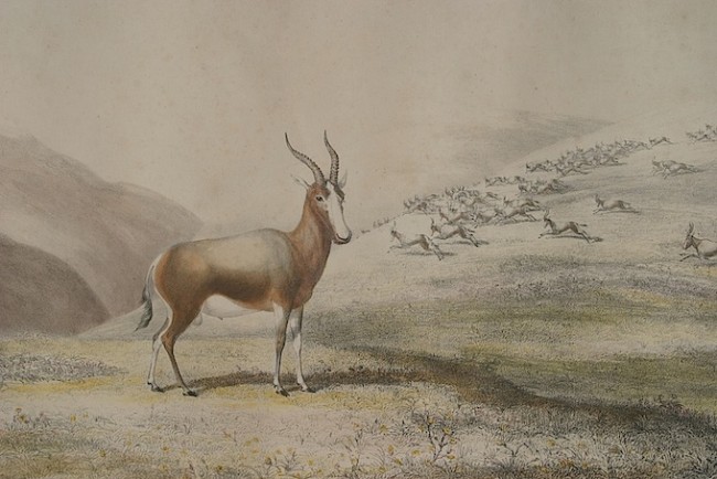 Harris, William CornwallisGazella Albifrons - The Blesbok or White Faced Antelope: Original Hand