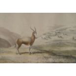 Harris, William CornwallisGazella Albifrons - The Blesbok or White Faced Antelope: Original Hand