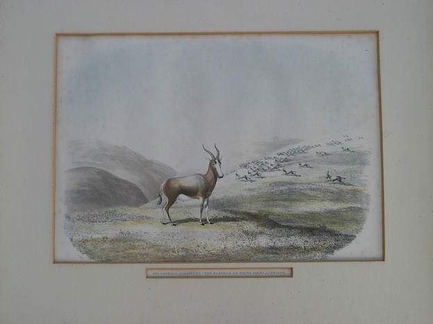 Harris, William CornwallisGazella Albifrons - The Blesbok or White Faced Antelope: Original Hand - Image 2 of 2