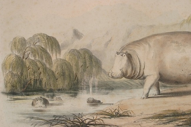Harris, William CornwallisHippopotamus Ampibius - The Hippopotamus: Original Hand Coloured