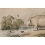 Harris, William CornwallisHippopotamus Ampibius - The Hippopotamus: Original Hand Coloured