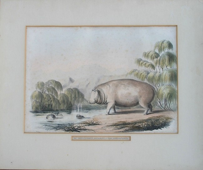 Harris, William CornwallisHippopotamus Ampibius - The Hippopotamus: Original Hand Coloured - Image 2 of 2
