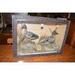 A cased taxidermy of two teal.