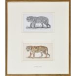 Thomas Bewick
(1753-1828)
"PIDCOCK'S LION"
the original watercolour study mounted together with the