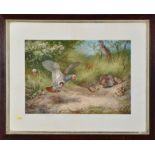 After Archibald Thorburn
(1860-1935)
"SUMMER PARTRIDGE"
signed in pencil by the Author bearing the