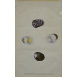 A set of six engravings of shells publis