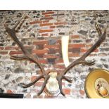 A set of 10-point red deer antlers, moun