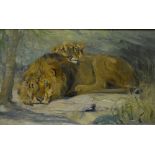 Cuthbert Edmund Swan - A study of a lion and lioness, oil on board, signed with monogram lower