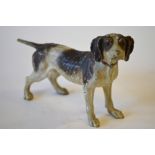 A Vienna cold-painted bronze pointer (gun-dog) 10 x 15 cm Condition Report half of tail missing