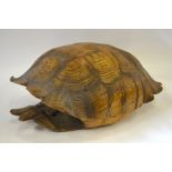 A scarce Galapagos giant tortoise shell,