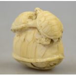 A Japanese ivory netsuke carved as two terrapins standing on a larger terrapin,