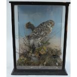 A stuffed Little Owl in natural setting, in glazed case with label for Macleay of Inverness, 45 x 34