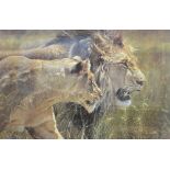 After Alan M Hunt (b 1947) - 'Beauty and the Beast', lions, limited edition print 901/950, pencil