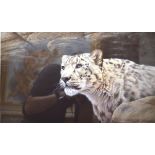 After Paul James -  'On the Alert, Snow Leopard', limited edition print 180/350,