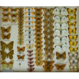 A collection of butterflies and moths circa 1900,