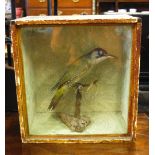 A Victorian stuffed green woodpecker in glazed case,