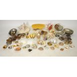 An interesting collection of seashells, including cowries, abalones, nautilus, crab, etc.