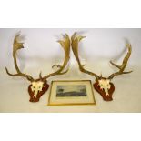 Two sets of fallow deer antlers,