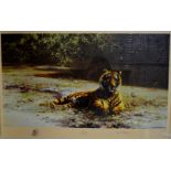 After David Shepherd (b 1931) - 'Indian Siesta', resting tiger, ltd ed  337/1300 print,