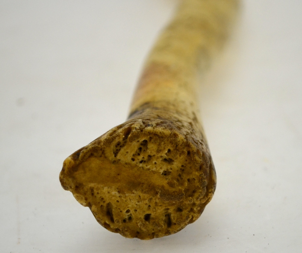 An Inuit Oosik baculum (walrus penis) - used as a club, 56 cm long Condition Report Charred at tip - Image 4 of 4