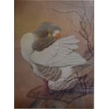 After Charles Frederick Tunnicliffe (1901-79) - Canada Goose preening, lithograph,