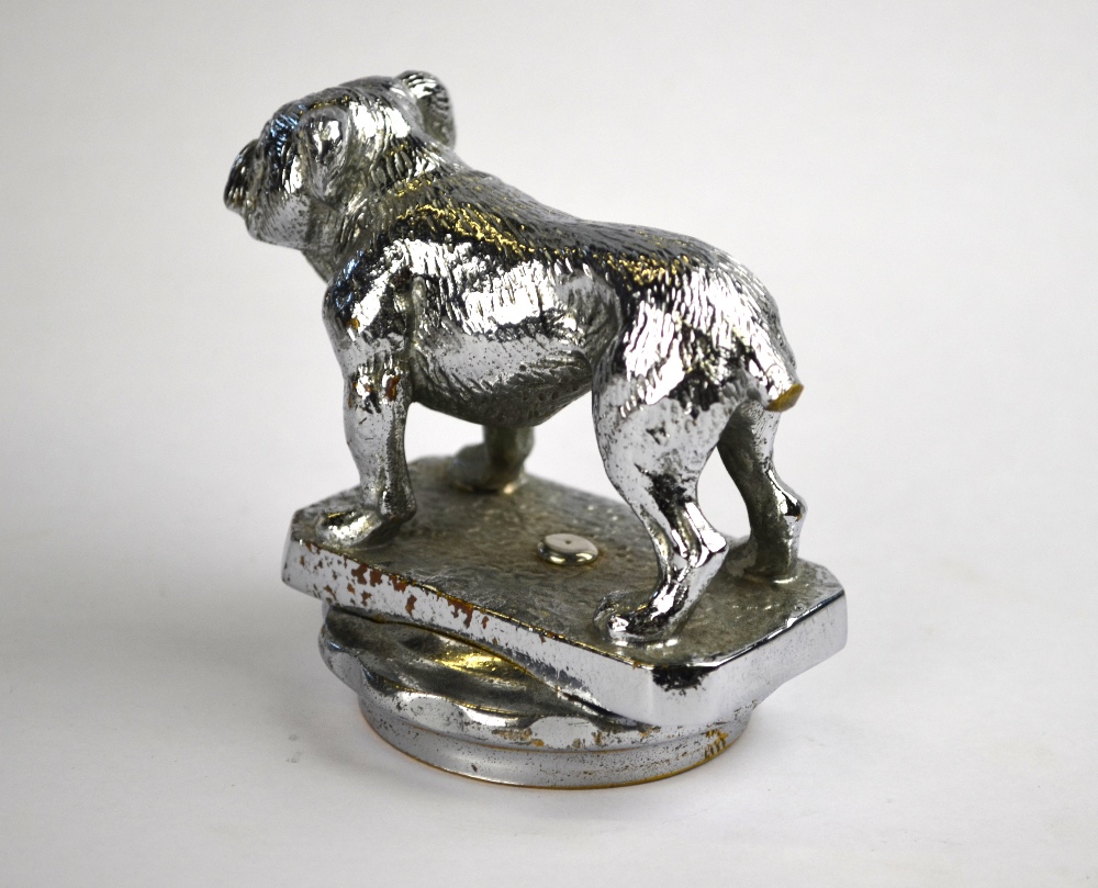 A chromium plated standing bulldog car mascot, mounted on a radiator-cap, - Image 4 of 4