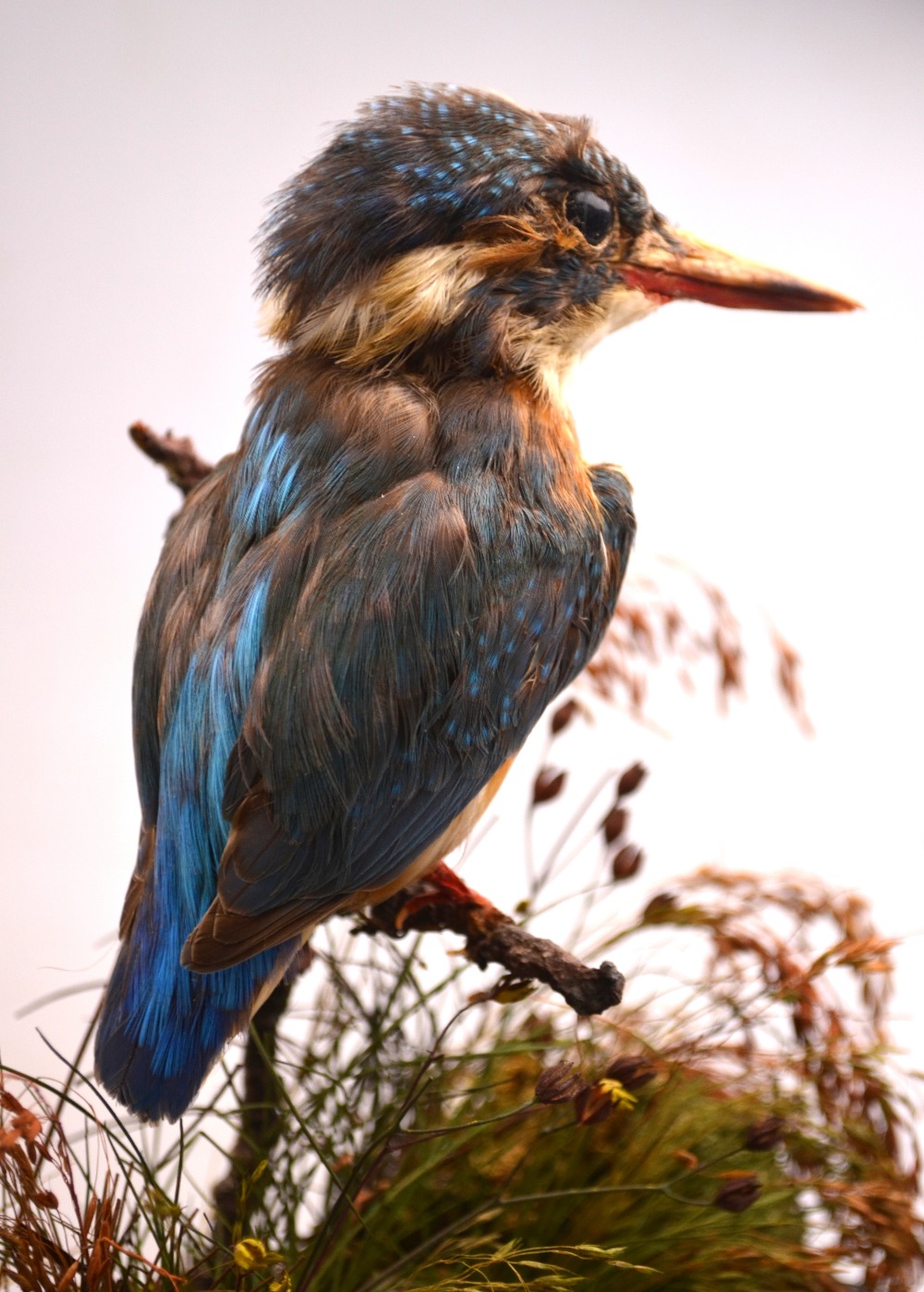 A taxidermy kingfisher, under a domed case in naturalistic setting, - Image 3 of 4