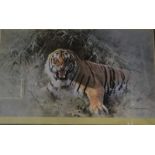 After David Shepherd (b 1931) - 'Tiger Fire', tiger in undergrowth, print,