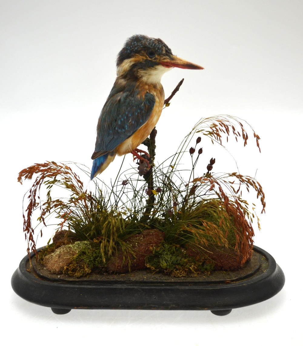 A taxidermy kingfisher, under a domed case in naturalistic setting, - Image 2 of 4