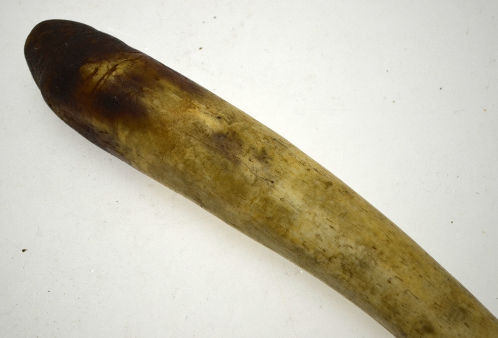 An Inuit Oosik baculum (walrus penis) - used as a club, 56 cm long Condition Report Charred at tip - Image 2 of 4