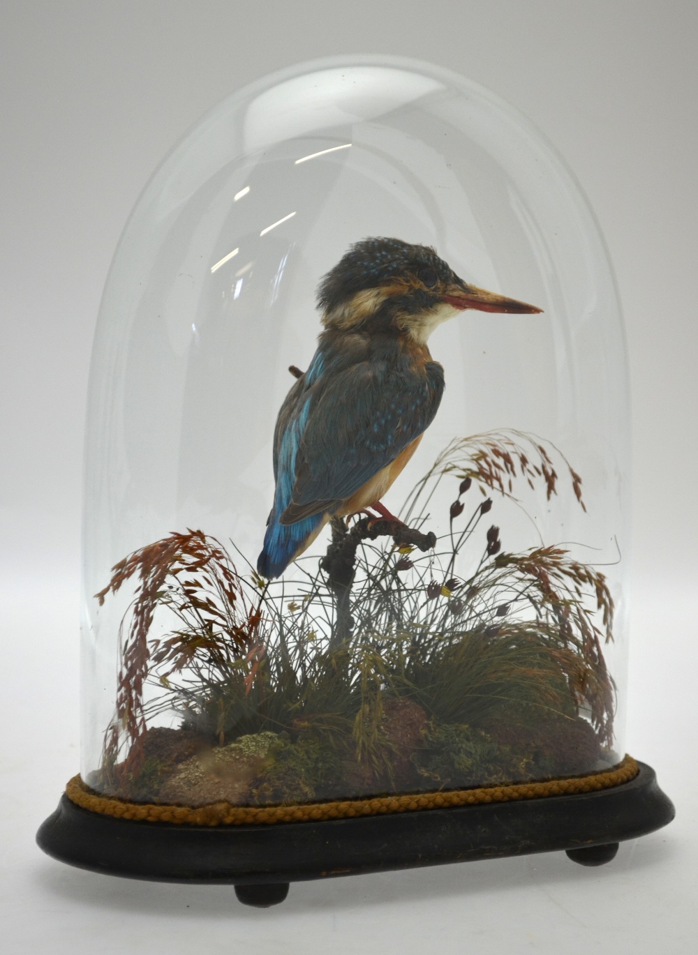 A taxidermy kingfisher, under a domed case in naturalistic setting,