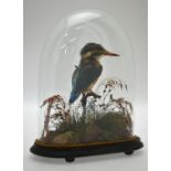 A taxidermy kingfisher, under a domed case in naturalistic setting,