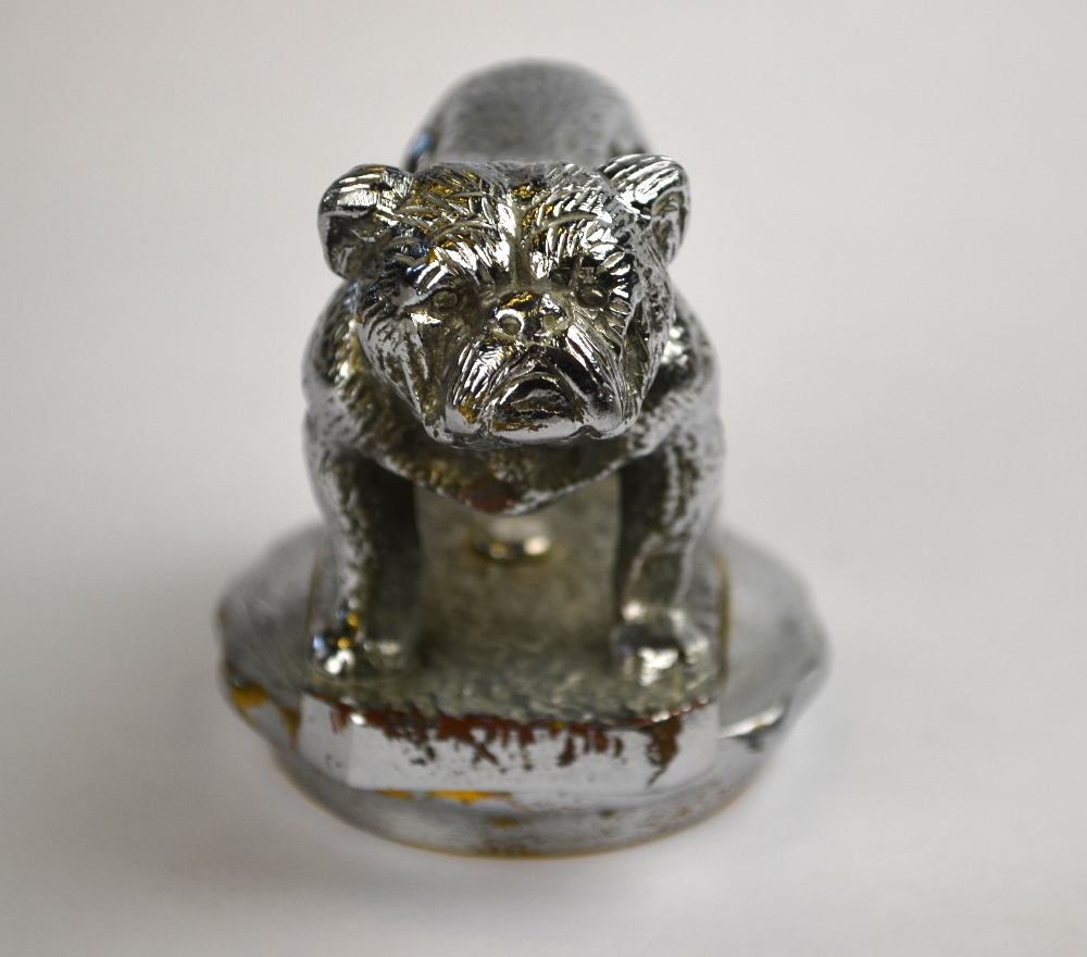 A chromium plated standing bulldog car mascot, mounted on a radiator-cap, - Image 3 of 4