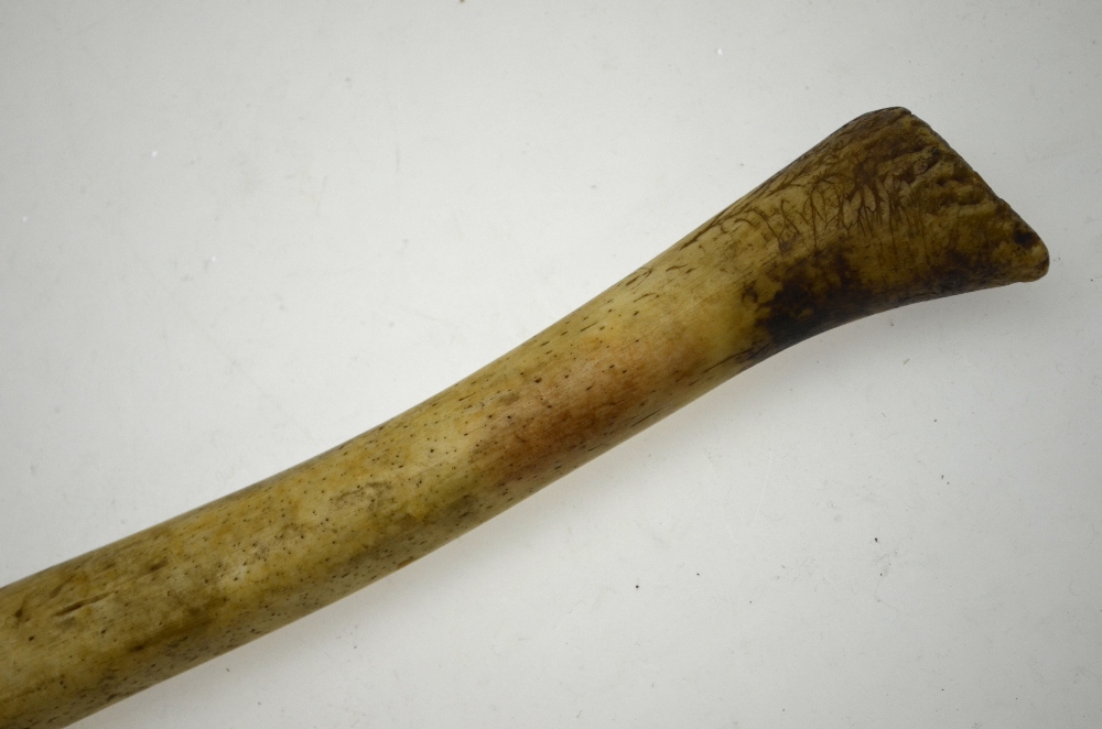 An Inuit Oosik baculum (walrus penis) - used as a club, 56 cm long Condition Report Charred at tip - Image 3 of 4