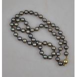 A single row of black cultured pearls, uniform size knotted throughout onto yellow metal bead snap,