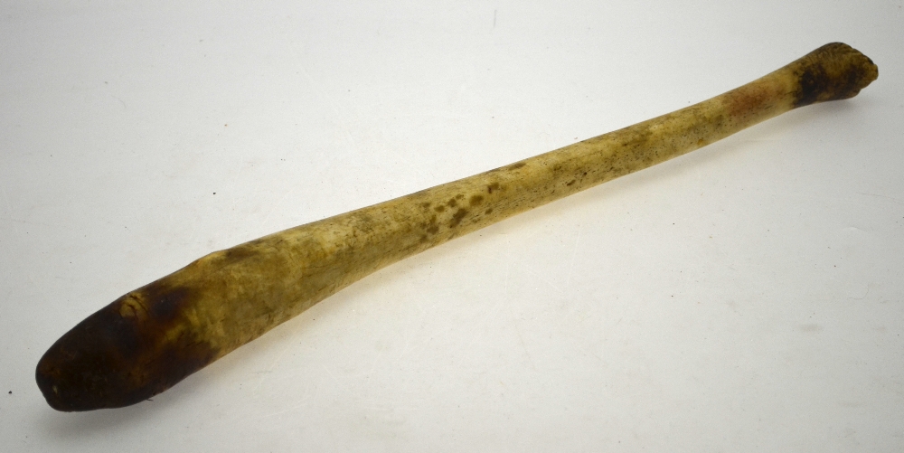 An Inuit Oosik baculum (walrus penis) - used as a club, 56 cm long Condition Report Charred at tip