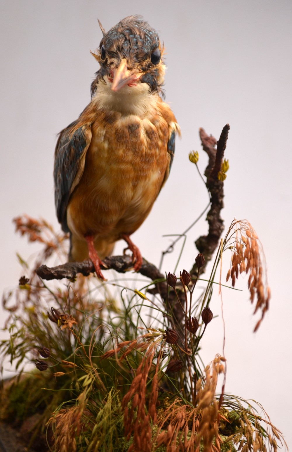 A taxidermy kingfisher, under a domed case in naturalistic setting, - Image 4 of 4